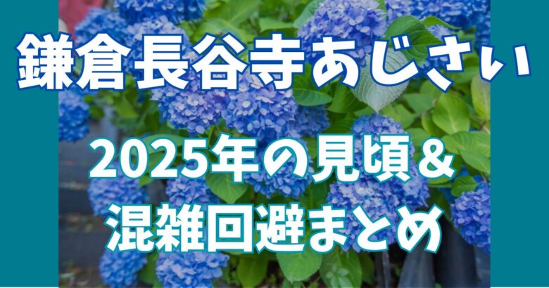 【混雑回避テク公開】鎌倉長谷寺あじさいの2025年見頃ガイド｜早朝が勝利のカギ！